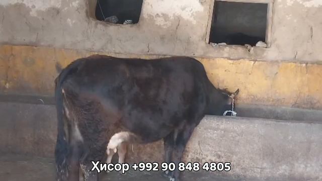 Гови фуруши ёш нархи дастрас 26 марта 2024 г. смотреть онлайн