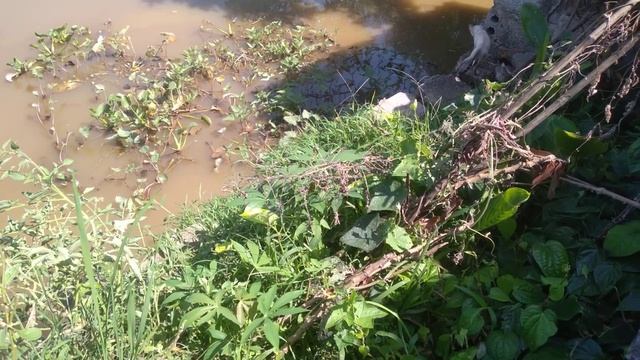 Kitten Is Quite Cute (p10)