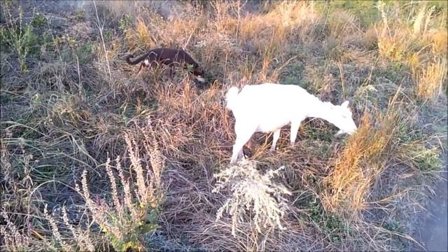 Собака для самообеспечения. Ч. 2. Выводы. смотреть онлайн