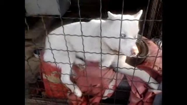 Лиза в гостях у собаки Хаски / Husky Dog