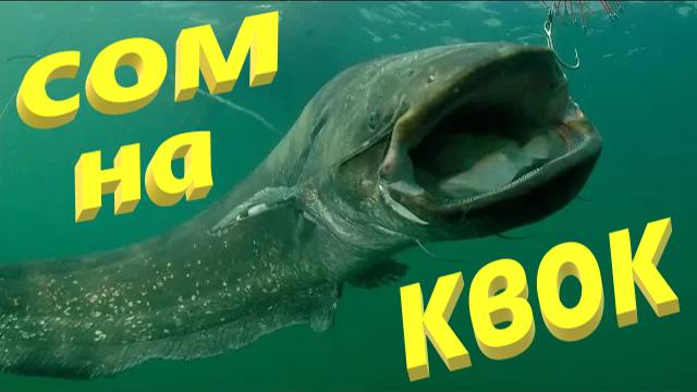 СОМ НА КВОК