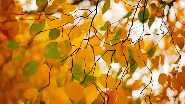 Осень в Филадельфии