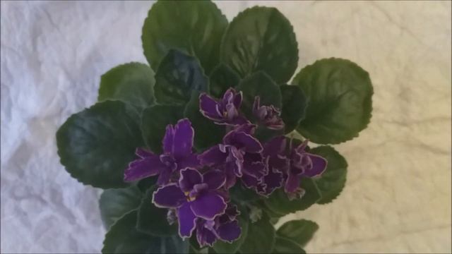 Mac’s Shining Shadow (G.McDonald). Semi miniatura Violeta africana. смотреть онлайн