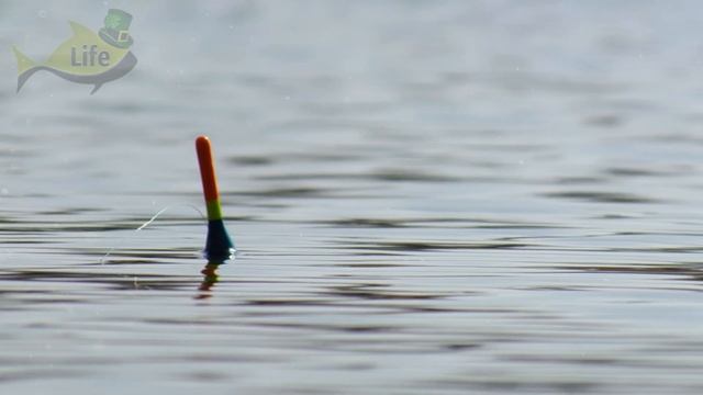 Как правильно ловить карася на червя?! Обучение ловли карася на червя от профессионального рыболова смотреть онлайн