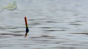 Как правильно ловить карася на червя?! Обучение ловли карася на червя от профессионального рыболова