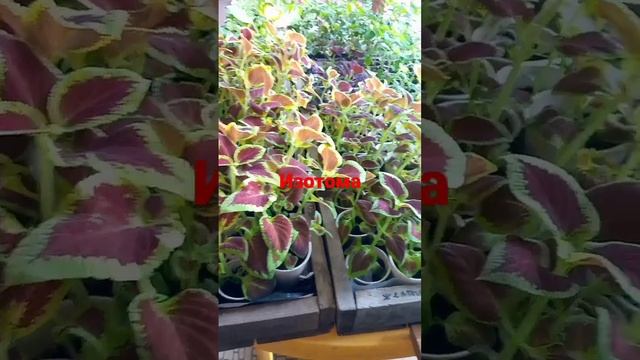 Первый цветок у изотомы тристар! Красота! смотреть онлайн