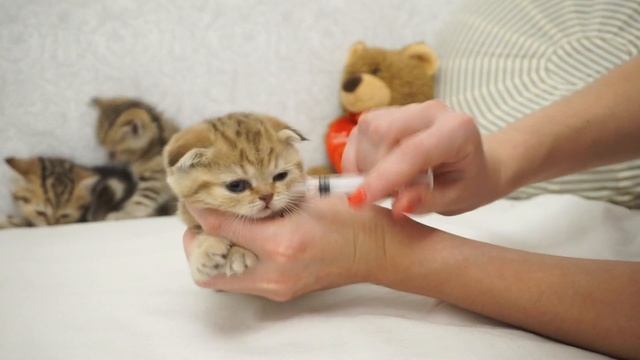 НОВОРОЖДЕННЫЕ КОТЯТА - уход, кормление, БОЛЕЗНИ, ЗАХЛЕБЫШИ смотреть онлайн