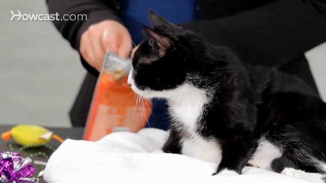 How to Train a Cat to Come When Called | Cat Care смотреть онлайн
