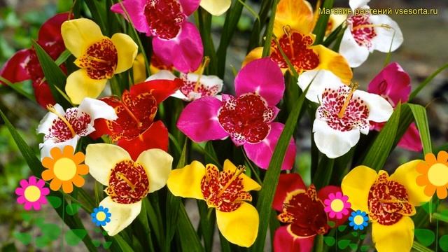 Тигридия павлиния Микс. Краткий обзор, описание характеристик Tigridia Pavonia Mixed