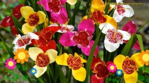 Тигридия павлиния Микс. Краткий обзор, описание характеристик tigridia pavonia Mixed