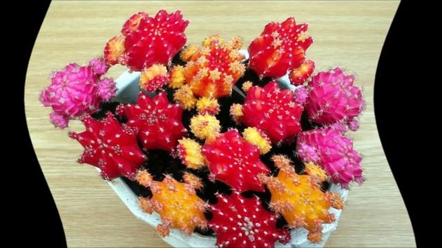 Гимнокалициум уход смотреть онлайн