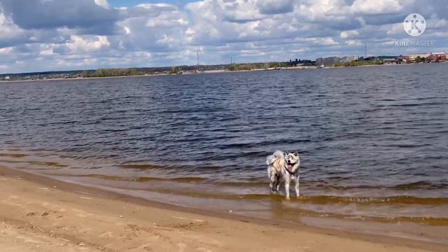 о.«Вороний куст» как ворона лишилась хвоста смотреть онлайн