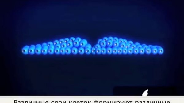 Имплантация и развитие эмбриона