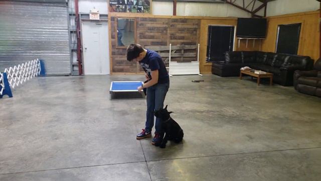 Law Von Prufenpuden 10 Wk Giant Schnauzer Puppy In Development @ Protection Dog Sales