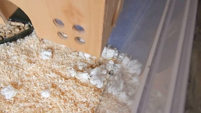 Содержание моих сирийских хомяков смотреть онлайн