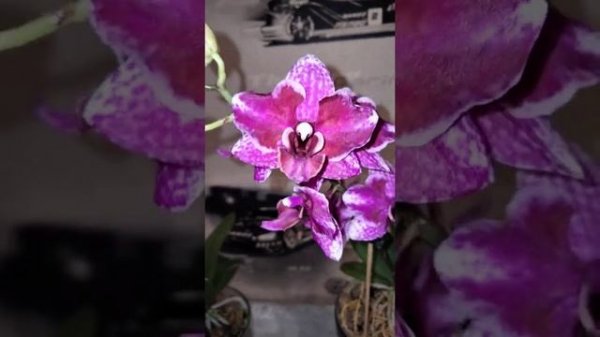 Цветение орхидей Phal. pulcherrima '4N' (пульчерима 4н) и гибрид с пульчиримой Phal Beautiful Dorit