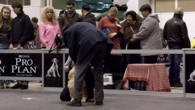 Нижний Новгород.CACIB, 02.11.2013,сука юниорка смотреть онлайн