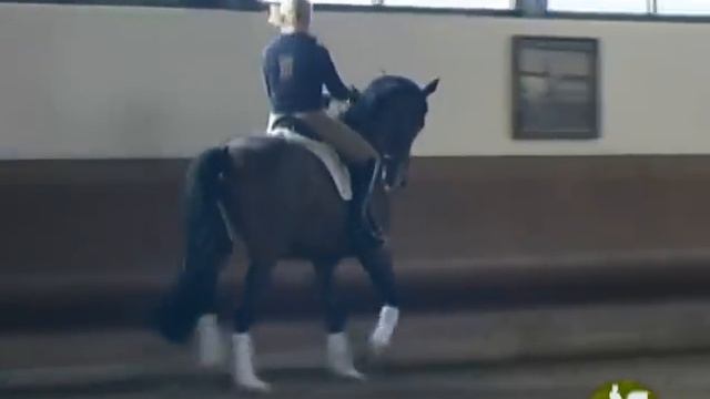 Dr. Ulf Moller, PSI Sporthorses, proper frame, getting the withers up смотреть онлайн