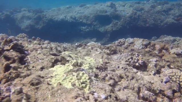 Sharks cove scuba diving 8/5/2017 смотреть онлайн