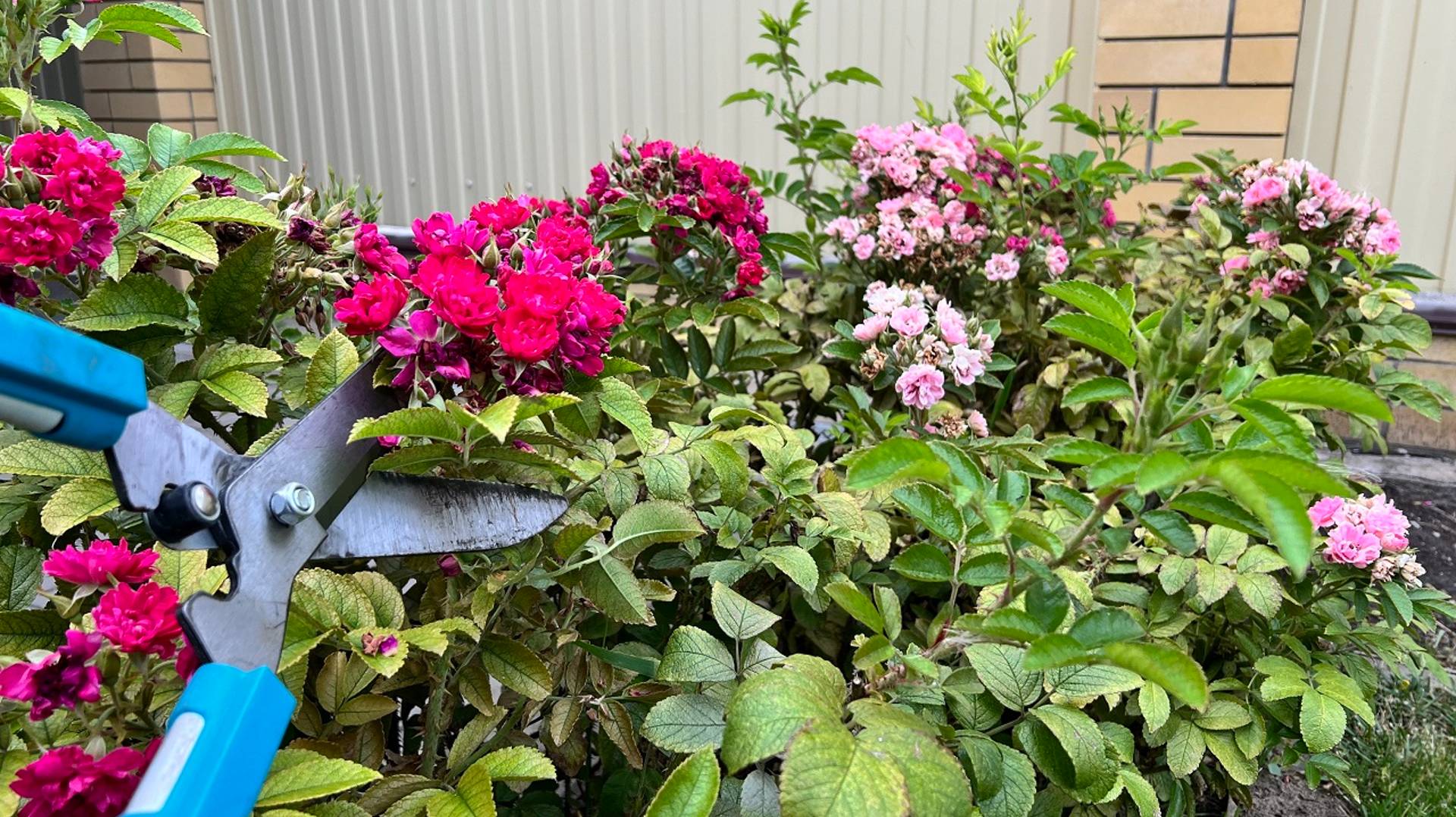 Сортовой шиповник Гротендортс и Хансаланд - обрезка и повторное цветение. смотреть онлайн