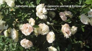 Розы болеют? Сохнут лепестки  цветов и бутоны у роз? Как лечить?