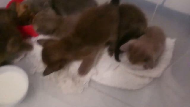 Котята Бурмы смотреть онлайн