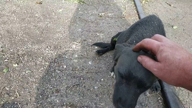 Какой цвет у собаки Тараз 2022 смотреть онлайн