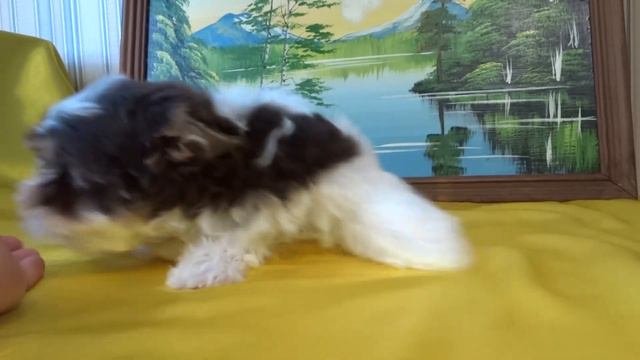 БИРО Йорк Эрика продается смотреть онлайн