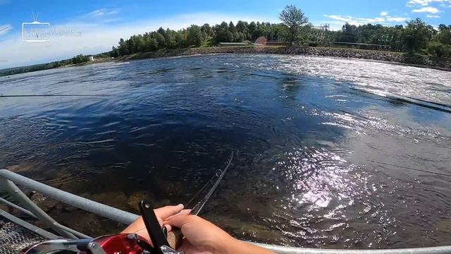 CATCHING GIANT SALMON; Bergeforsen - Best Salmon Fishing In The World | Team Galant