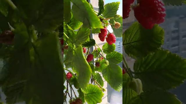 Веточки малины в работе. Холодный фарфор смотреть онлайн
