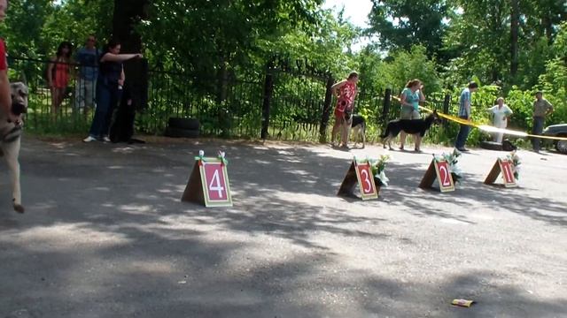 allbestdog.ru bestdog.mybb.ru ПК ВЕО Казань. 23.06.2013, кобели юниоры смотреть онлайн