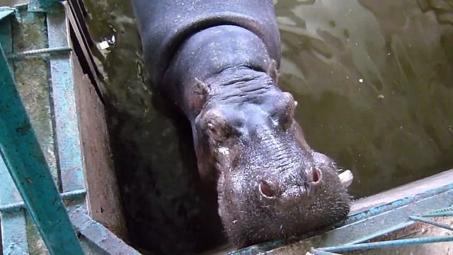 Бегемотик, открой ротик! смотреть онлайн