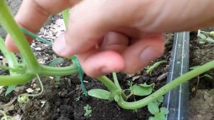 Простой способ формирования огурцов Кураж