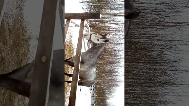 Я у лошадок) (Часть 2) смотреть онлайн