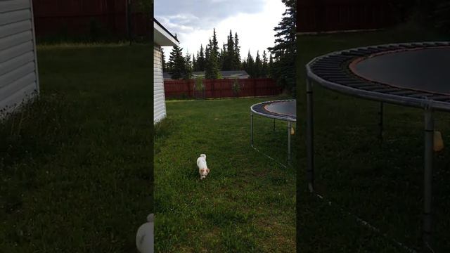 Pebbles Aurora💕 My 2nd Chihuahua in her 2nd heat cycle playing on Alaskan terrain. смотреть онлайн