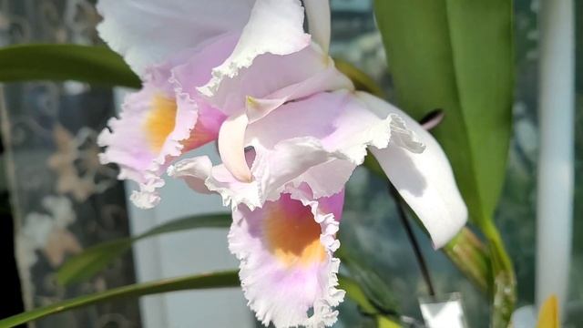 Cattleya schroederae. Первое домашнее цветение. смотреть онлайн