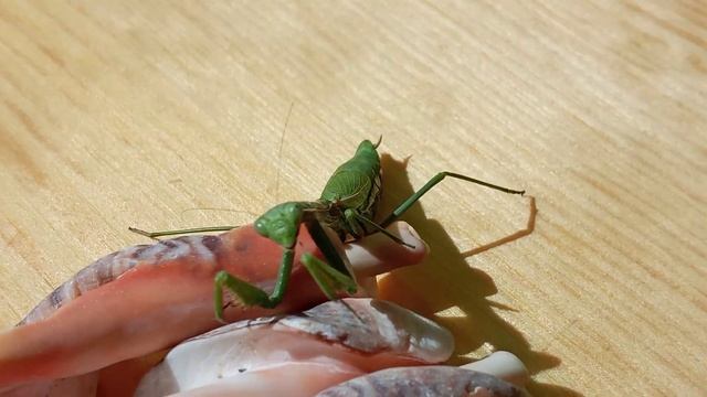 Ирис восточный пятнистокрылый пятнистый,испещренный (лат. Iris Polystictica), Никита Нюняев, Одесса