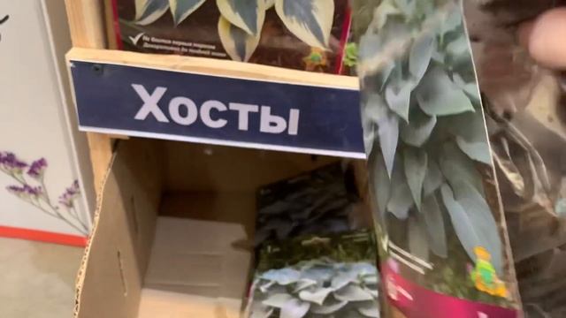 ХОСТЫ. Выбор в ЛЕРУА МЕРЛЕН к новому весеннему сезону 2022 смотреть онлайн