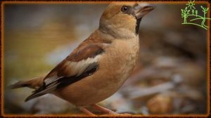 Голоса птиц Как поёт Обыкновенный дубонос (Coccothraustes coccothraustes).mp4