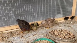 Вылупились дикие перепела, перепел арлекин, расписные перепела. Bedana, бедана содержание в вольере