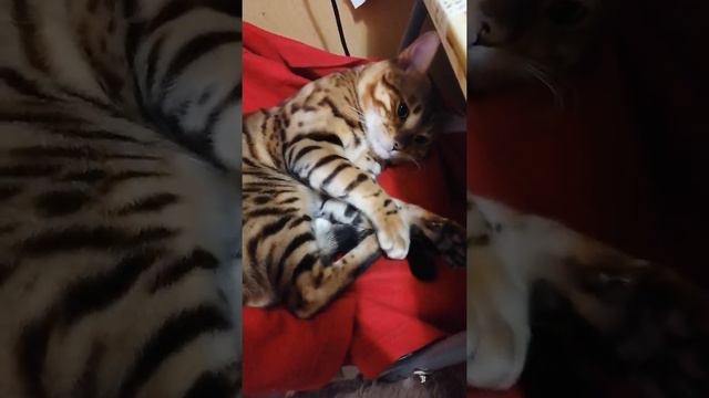 Бенгал Лео. смотреть онлайн