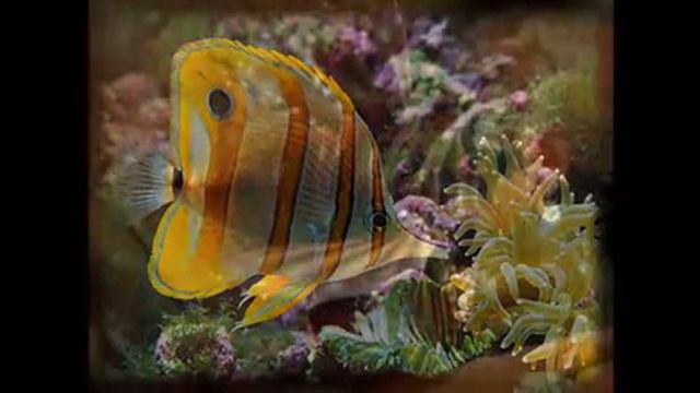 Kitaro Album In Person Digital 1983