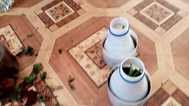 Розы из Подаренного? Букета.??? Размножение. 9 января 2023г.?? смотреть онлайн