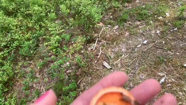 Грибной сезон начался?? смотреть онлайн