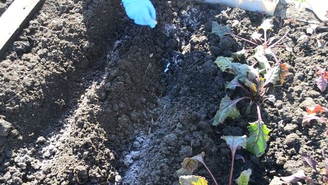 Сажаем чеснок под зиму. Ноябрь, Краснодарский край смотреть онлайн
