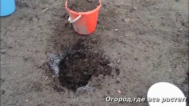 Особенности посадки белокочанной капусты.mp4 смотреть онлайн