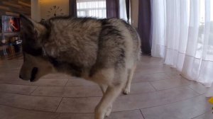 Хаски разрушает Миф! Отличают ли Цвета Собаки?