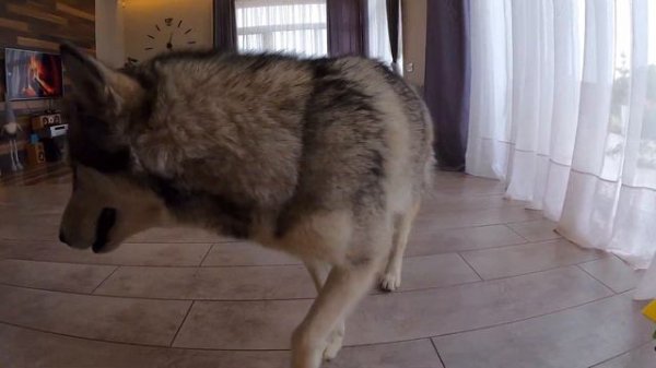 Хаски разрушает Миф! Отличают ли Цвета Собаки?