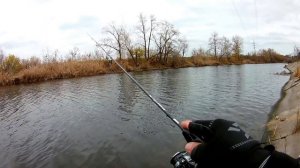 Его Величество - DAYO Magestic. Ловля окуня на микроджиг в ноябре.