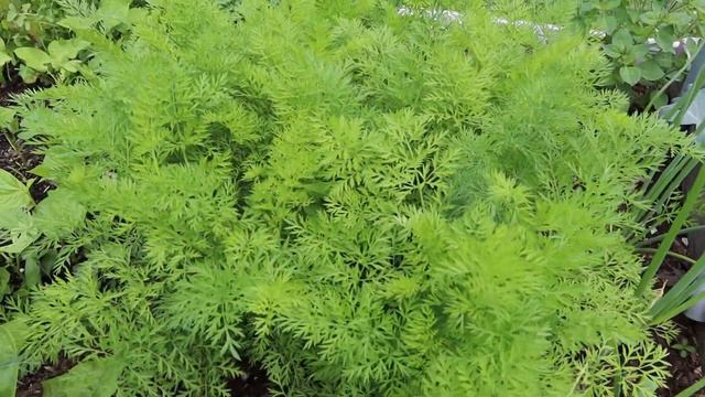 We Grow these plants in June 🌿 Garden show and tell 😃 смотреть онлайн
